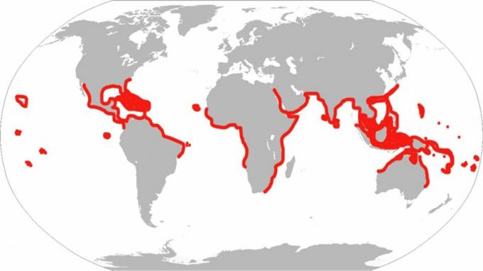 Este é o histórico raio das águias. Sob classificação moderna, o peixe reside apenas no Atlântico, Caribe e Golfo.