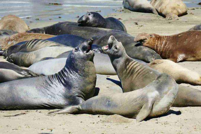 Elefante-marinho em San Simeon