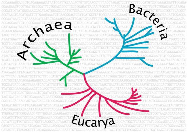 Árvore filogenética da vida não enraizada.