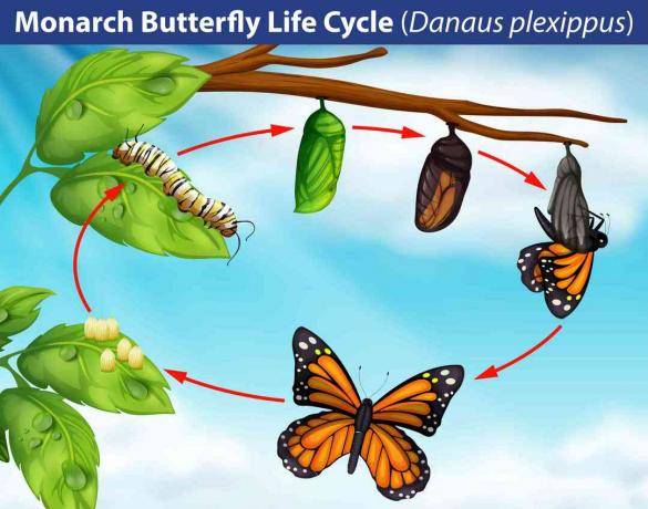 Ciclo de vida da borboleta-monarca