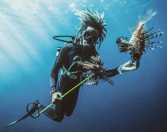 Embora os peixes escorpiões sejam venenosos, eles são animais gentis. Este mergulhador está alimentando um peixe-leão.