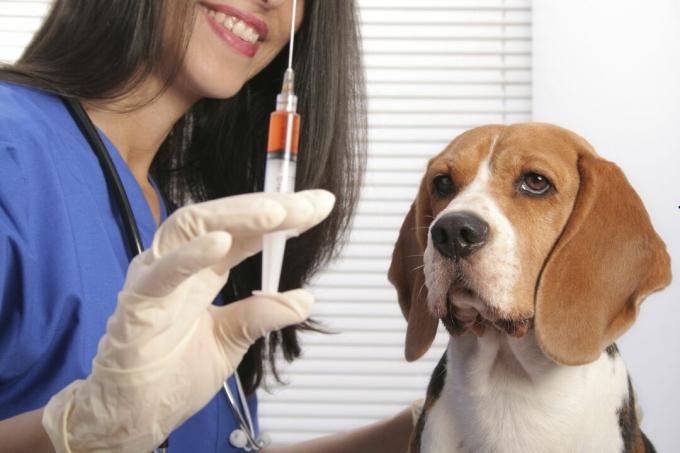 Um cão sendo vacinado