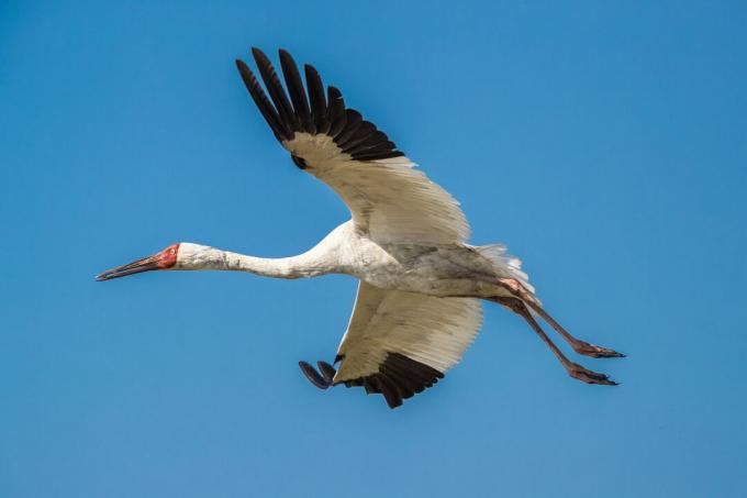 Guindaste siberiano (Grus leucogeranus) em voo