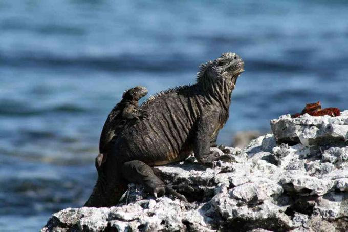 Iguana-marinha adulta e juvenil