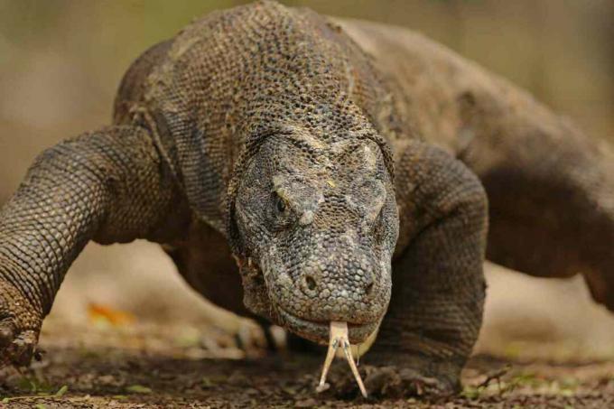 Retrato de dragão de Komodo close-up - ilha de Komodo, Indonésia