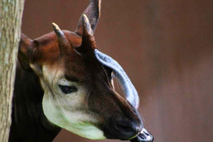 Okapi masculino