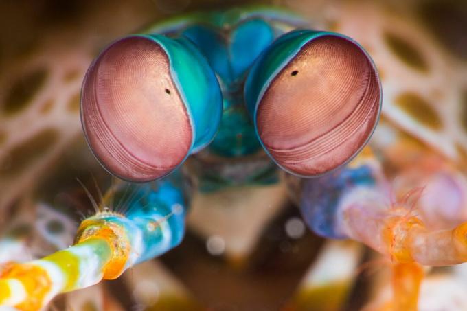 Olhos de camarão Mantis camarão (Odontodactylus scyllarus)