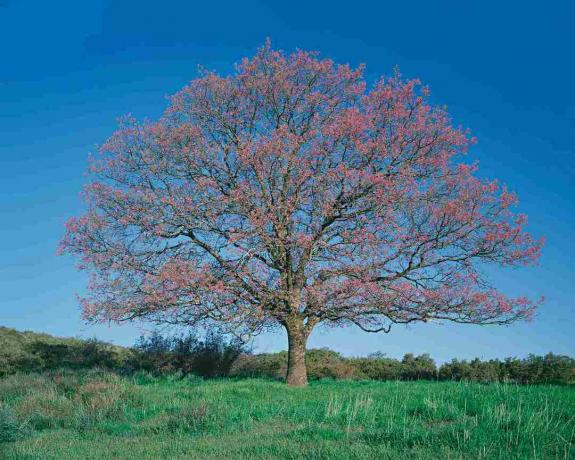 Carvalho preto (Quercus kelloggii) no campo, Primavera