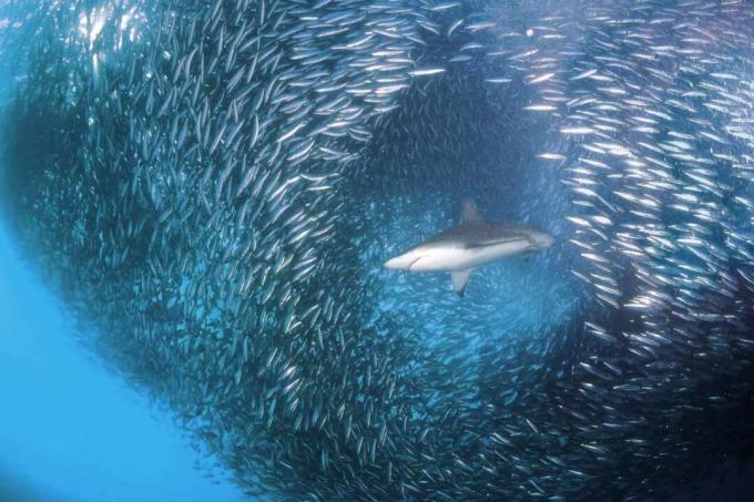 Tubarão e Sardinhas