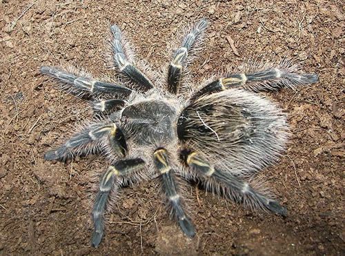 Tarântula dourada do joelho de Chaco (Grammostola aureostriata)