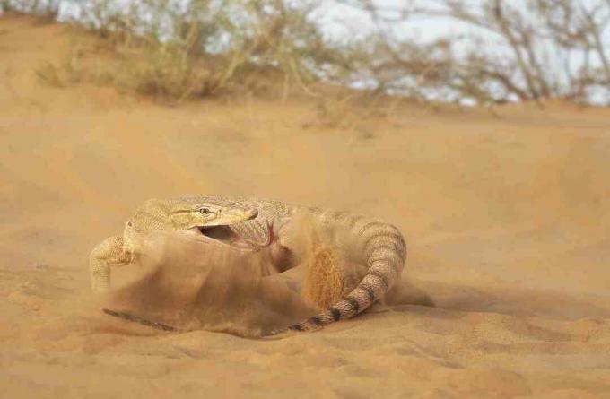 Lagarto-monitor do deserto batendo na cauda.