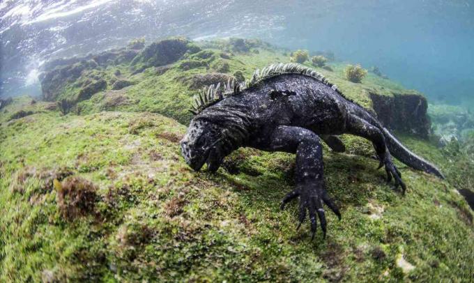 Iguana-marinha masculina em busca de algas