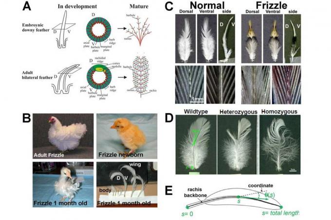 Frizzle frango característica