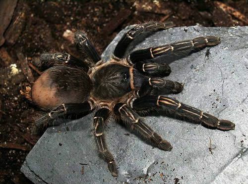 Tarântula da zebra da Costa Rica (Aphonopelma seemanni)