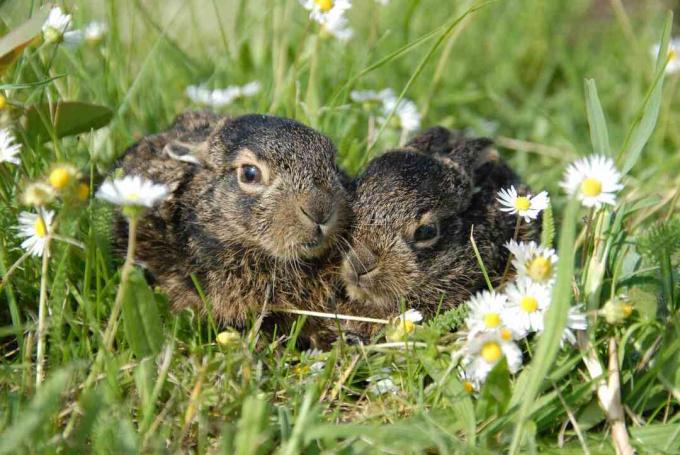 Jackrabbits de cauda negra jovens