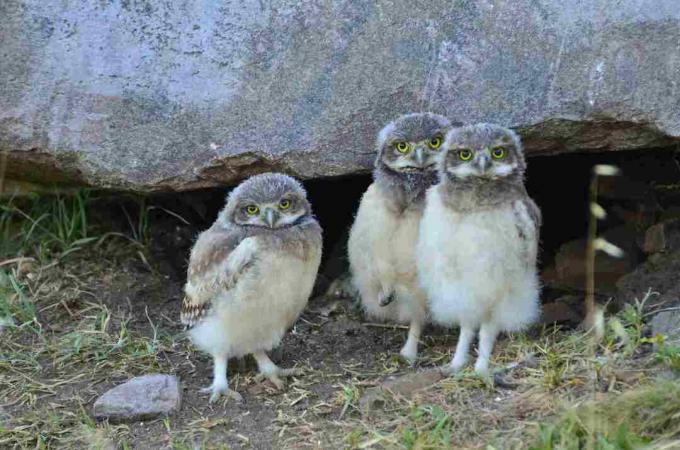 Trio de corujas bebê