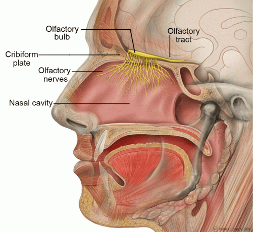 Ilustração digital exibindo a anatomia do sistema olfativo humano.