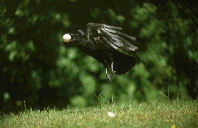corvo voando com ovo na boca