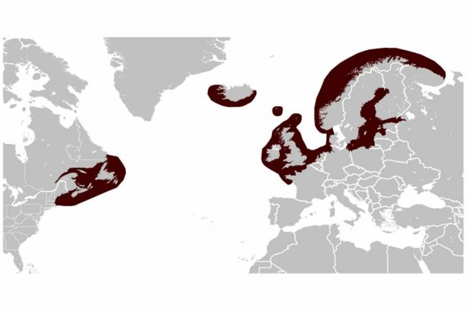 Mapa de distribuição do selo cinza